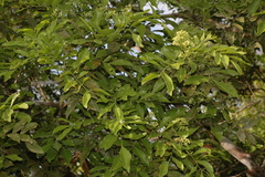 Clausena indica